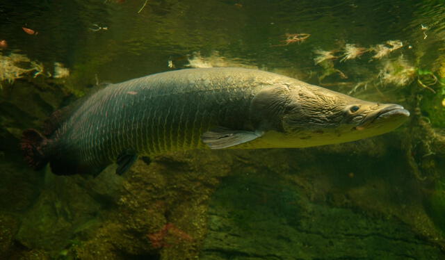 El arapaima mide tres metros y puede llegar a pesar hasta 226 kg. Foto: Nat Geo El arapaima mide tres metros y puede llegar a pesar hasta 226 kg. Foto: Nat Geo