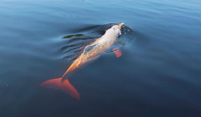  El delfín rosado son especies que se encuentran en peligro de extinción. Foto: Facebook   