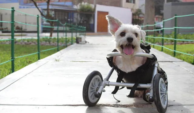 Evento brindará ayuda a animales de distintos albergues del Perú. Foto: LR. Evento brindará ayuda a animales de distintos albergues del Perú. Foto: LR.