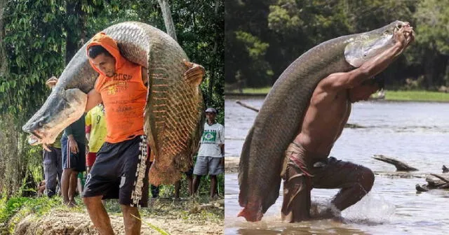 Este pez vive en los ríos y lagos del Amazonas. Foto: Lorenzo Expedidos Este pez vive en los ríos y lagos del Amazonas. Foto: Lorenzo Expedidos