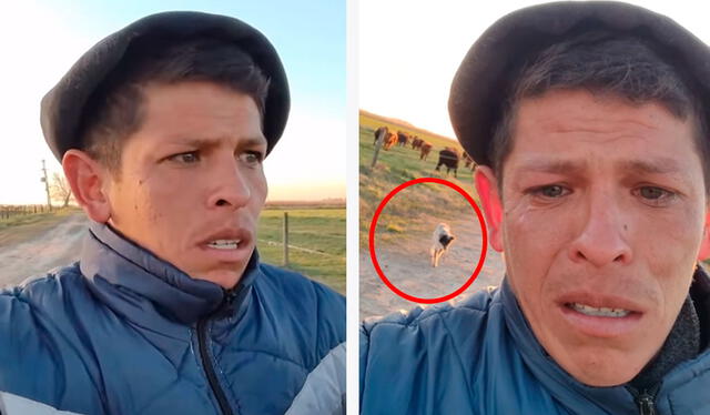 El hombre sentía tristeza por el perrito que lo acompañó más de una década en el trabajo. Foto: composición LR/ Instagram / @victor_diaz_29 El hombre sentía tristeza por el perrito que lo acompañó más de una década en el trabajo. Foto: composición LR/ Instagram / @victor_diaz_29