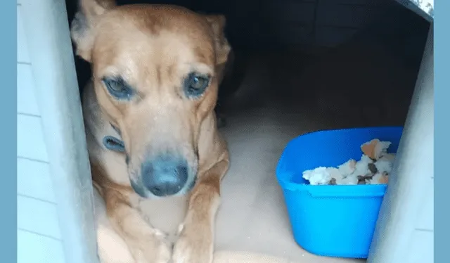  Juan Carlos Leiva tenía un profundo vínculo con perro. Foto: X   