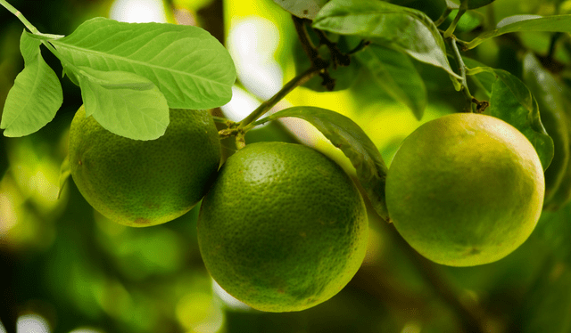 Las hojas de limón mejoran la digestión. Foto: Composición LR<br><br> Las hojas de limón mejoran la digestión. Foto: Composición LR<br><br>