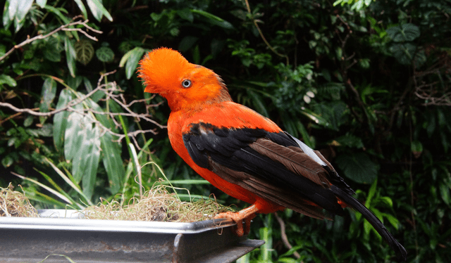  El ave se encuentra en varios países de Sudamérica. Foto: Composición LR<br><br>    
