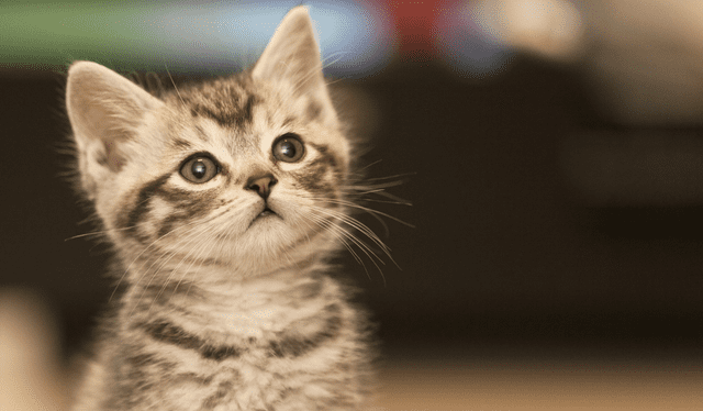  Los gatos son animales independientes. Foto: Composición LR<br>   