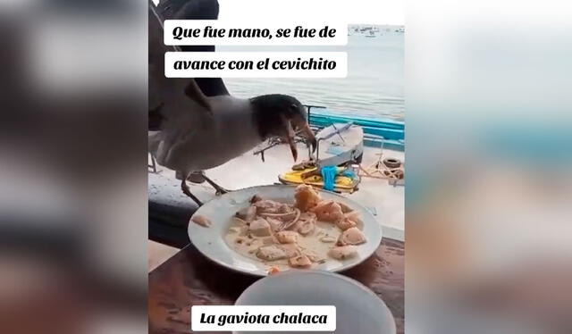 El clip capturó a una gaviota que con valentía aterrizó sobre una mesa para robar varios trozos de ceviche. Foto: composición LR/ TikTok/ @lokitobrians1303 El clip capturó a una gaviota que con valentía aterrizó sobre una mesa para robar varios trozos de ceviche. Foto: composición LR/ TikTok/ @lokitobrians1303