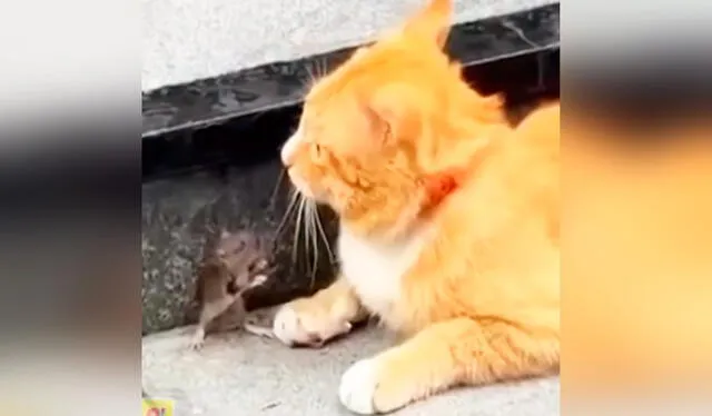 Un gato rubio atrapó al ratón por la cola, mientras este, preocupado, parece rogar por su libertad. Foto: composición LR/ TikTok / @qhubobogota Un gato rubio atrapó al ratón por la cola, mientras este, preocupado, parece rogar por su libertad. Foto: composición LR/ TikTok / @qhubobogota