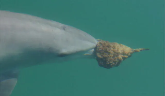  El uso de esponjas marinas es una técnica compleja que no todos los delfines logran dominar. Foto: Shark Bay Dolphin Research Project   