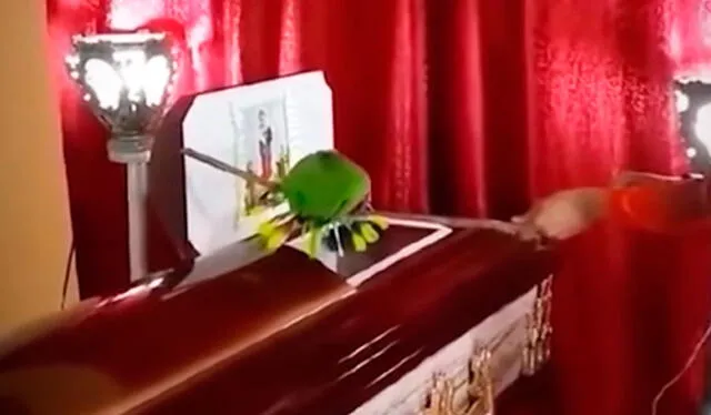  La escena del loro llorando encima del ataúd de su dueño conmovió a los usuarios en TikTok. Foto: composición LR/ TikTok / @casosconlorenalamilla   