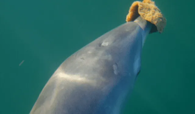  Los delfines cubren sus hocicos con esponjas marinas. Foto: Georgetown University   
