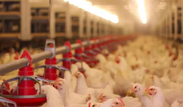 Para Bill Gates criar pollos sería una alternativa para combatir la pobreza. Foto: Difusión   