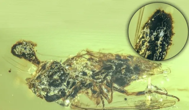 Sukunaarchaeum es el microorganismo que llamó la atención a la comunidad científica en Japón por sus características en su genoma. Foto: Pplware - SAPO Sukunaarchaeum es el microorganismo que llamó la atención a la comunidad científica en Japón por sus características en su genoma. Foto: Pplware - SAPO