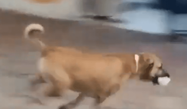 El 'roba carne' logró huir rápidamente con su botín, a pesar de que intentaron alcanzarlo. El 'roba carne' logró huir rápidamente con su botín, a pesar de que intentaron alcanzarlo.