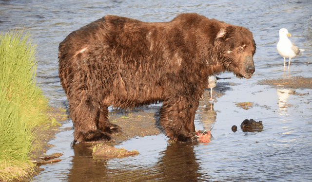  Los mamíferos como los osos hibernan en temporadas que el alimento escasea y cuando el clima es extremo. Foto: Spokesman   