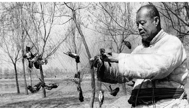 <em> Hombre con redes para cazar gorriones en 1958 que buscaba eliminar las "Cuatro Plagas" de Mao Tse Tung. Foto: BBC/Getty Images</em>   