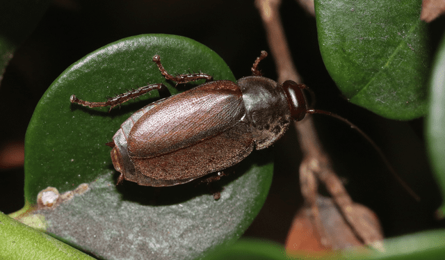 La cucaracha Diploptera punctata se encarga de producir líquido como alimento para sus crías. Foto: NaturalistEC.   