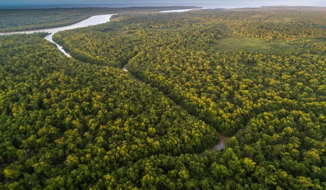  La Amazonía cubre millones de kilómetros con árboles que regulan el clima del planeta. Foto: NatGeo   
