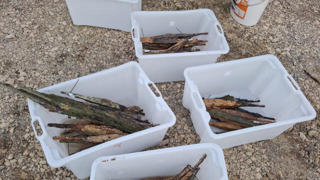  La cantidad de lingotes, se estima que sea la más grande en todo el continente. Foto: Muzej Franjevačkog    