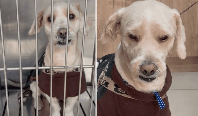  El perrito Tobi finalmente encontró una familia responsable que lo cuidará. Foto: Composición LR/ TikTok   