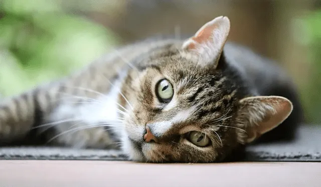  El alzheimer es una enfermedad neurodegenerativa que afecta de una manera similar a gatos y humanos. Foto: Difusión   