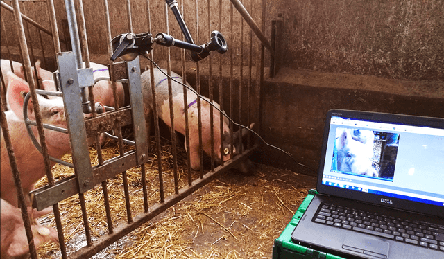 Sistemas de inteligencia artificial como Intellipig podrían implementarse para animales de forma personalizada. Foto: HANSEN ET AL Sistemas de inteligencia artificial como Intellipig podrían implementarse para animales de forma personalizada. Foto: HANSEN ET AL