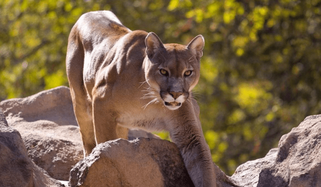 El puma atacó y arrastró al menor, dejándole heridas en el torso yen la cabeza. Foto: La Vanguardia   
