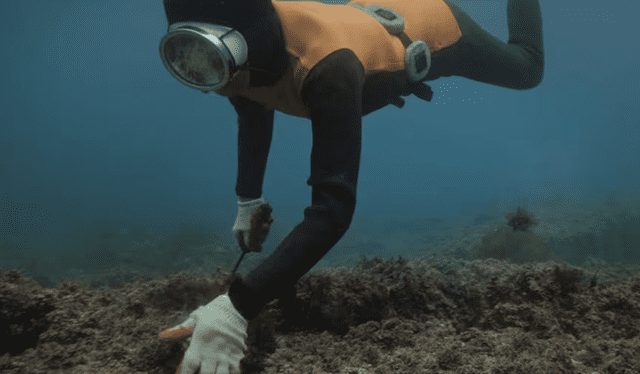 Las Haenyou pueden aguantar la respiración igual que las nutrias y lobos marinos en tiempo Foto: Apple TV Las Haenyou pueden aguantar la respiración igual que las nutrias y lobos marinos en tiempo Foto: Apple TV