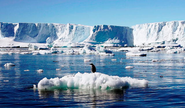 El deshielo del continente pone en riesgo a las especies de la Antártida. Foto: Euronews   