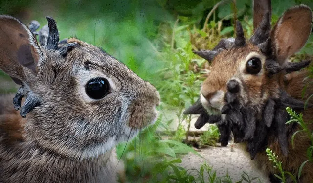 Conejos con cuernos: misterioso suceso tiene una sorprendente explicación biológica. Fuente: Difusión Conejos con cuernos: misterioso suceso tiene una sorprendente explicación biológica. Fuente: Difusión
