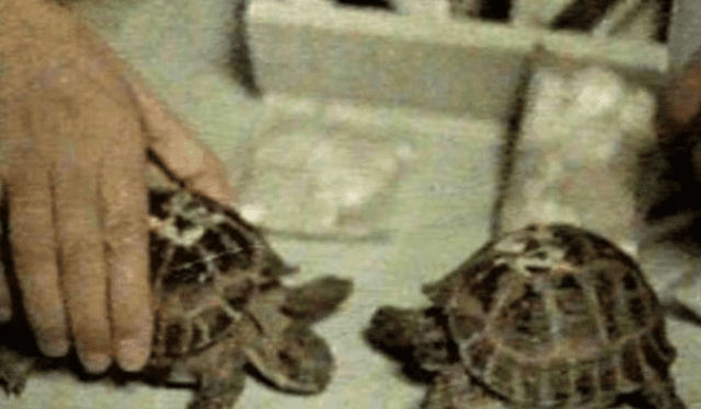  Tortugas soviéticas, pioneras en un viaje lunar en 1968, sin alimentos. Foto: RSC Energía    