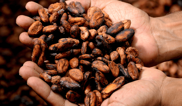 El cacao se usaba como alimento y medicina en Mesoamérica. Foto: iStock El cacao se usaba como alimento y medicina en Mesoamérica. Foto: iStock