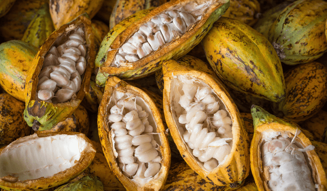 Su alto contenido de selenio ayuda a la memoria y la cognición. Foto: iStock Su alto contenido de selenio ayuda a la memoria y la cognición. Foto: iStock