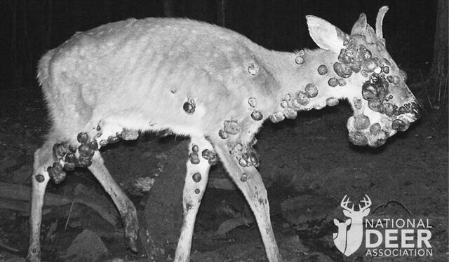 Venados con tumores no cancerosas. Fuente: NDA Venados con tumores no cancerosas. Fuente: NDA