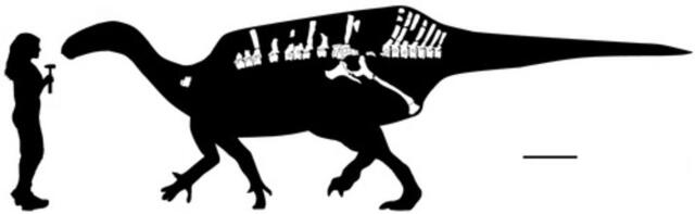  Reconstrucción esquelética del holotipo de Istiorachis macarthurae (MIWG 6643). Foto: UP   