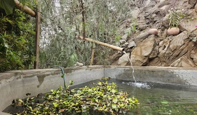 Piscina artificial sirve como laguna para los peces que crean abono para 'limpiar' el agua de las plantas. Foto: Francisco Erazo.   