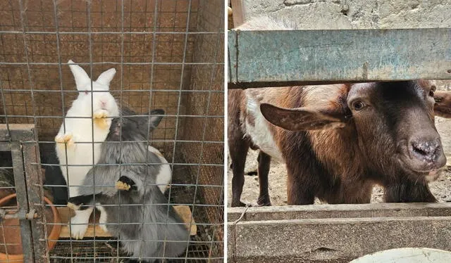 Existen diferentes especies entre conejos, vacas, loros, peces, chivos, entre otros. Foto: Francisco Erazo.   