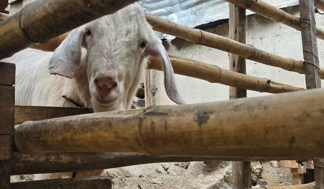 Los animales que viven en la Selva Escondida son autorizados por SERFOR. Reciben todos los cuidados necesarios. Foto: Francisco Erazo.   