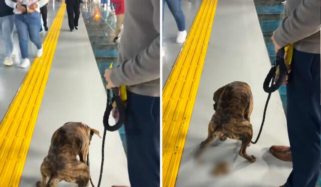 La Municipalidad de Miraflores inauguró el Puente de La Paz el 20 de agosto, generando críticas por su excesiva iluminación y apoyo por su vista al mar. La obra ha dividido opiniones entre los vecinos.Foto: composición LR/ TikTok / @micaelascheelje La Municipalidad de Miraflores inauguró el Puente de La Paz el 20 de agosto, generando críticas por su excesiva iluminación y apoyo por su vista al mar. La obra ha dividido opiniones entre los vecinos.Foto: composición LR/ TikTok / @micaelascheelje