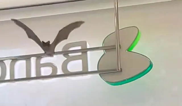  La escena dejó perplejos incluso al vigilante del banco, quien se sorprendió al ver al murciélago volar. Foto: composición LR/ TikTok / @erikacuadra5   