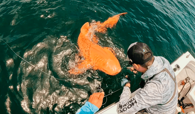  Si bien las condiciones generalmente dificultan la supervivencia, los científicos dijeron que el tamaño del tiburón sugiere que está prosperando.   