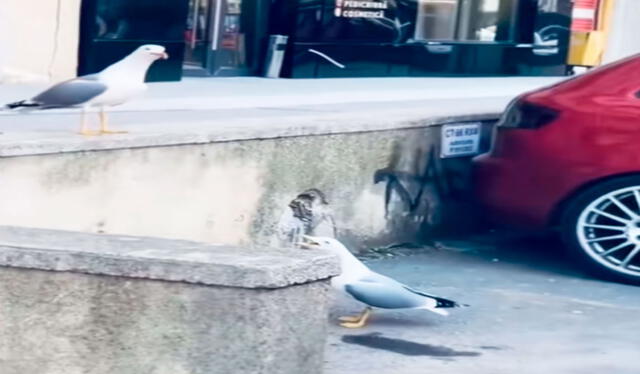  Los usuarios compararon la situación con momentos dramáticos de 'La rosa de Guadalupe', y expresaron su sorpresa y risa ante la escena. Foto: composición LR/ TikTok / @5_dany_0_reyes_4   