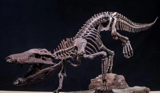 El Kostensuchus, hallado en 2020, tenía un estilo de vida más terrestre o semiacuático. El Kostensuchus, hallado en 2020, tenía un estilo de vida más terrestre o semiacuático.