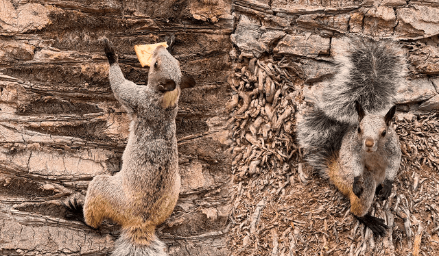  Se reporta presencia de ardillas en varios distritos de la capital. Foto: Sandra Christiansen    