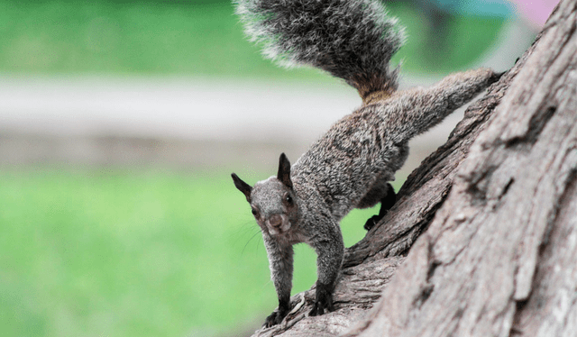  Vecinos que alimentan a Ardillas pagarían multa. Foto: difusión    
