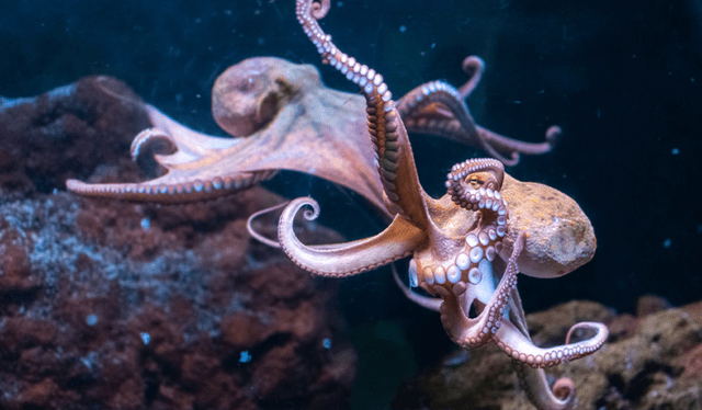  <strong>El pulpo posee un genoma complejo y habilidades que lo hacen único en la Tierra.</strong> Foto: El Rey del Pulpo   