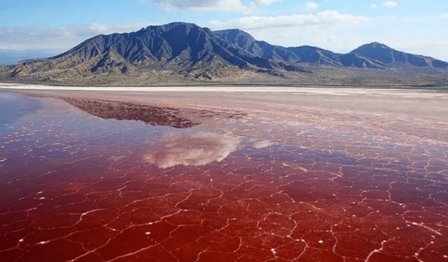 <strong>El lago Natron alcanza 60 °C y un pH 10,5, letal para la mayoría animal.</strong> Foto: Geology Science <strong>El lago Natron alcanza 60 °C y un pH 10,5, letal para la mayoría animal.</strong> Foto: Geology Science