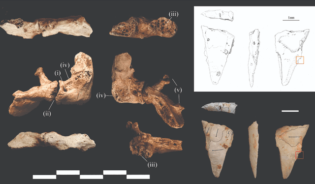  La costilla del hombre estaba rota, probablemente por la punta de flecha de cuarzo descubierta cerca. Foto: C.M. Stimpson   