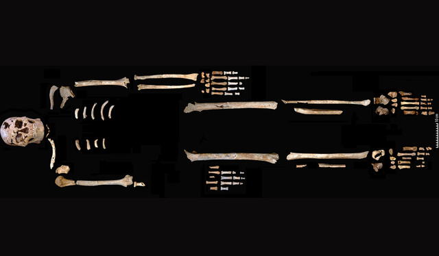  El esqueleto reconstruido encontrado en Vietnam. Foto: C.M. Stimpson   