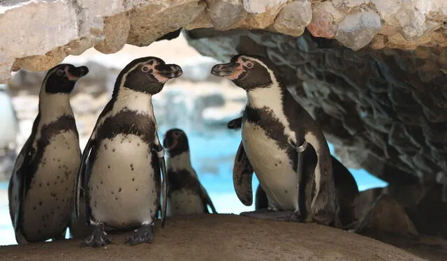 El pingüino de Humboldt fue declarado en peligro de extinción desde el 2014, prohibiendo su caza, posesión, captura, transporte y exportación. Foto: Andina El pingüino de Humboldt fue declarado en peligro de extinción desde el 2014, prohibiendo su caza, posesión, captura, transporte y exportación. Foto: Andina