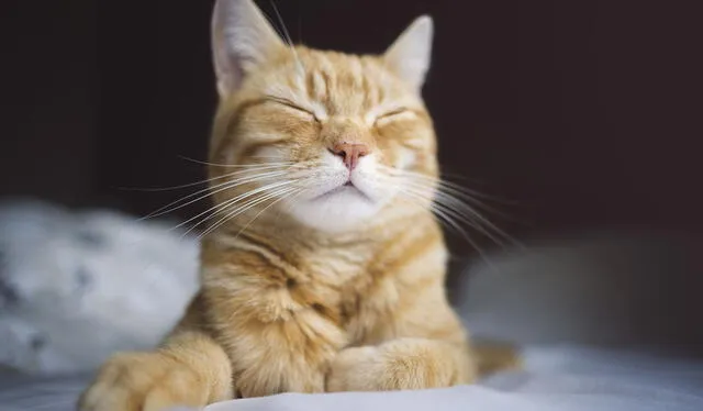  Los gatos hacen gestos visuales para lograr comunicarse. Foto: IStock   